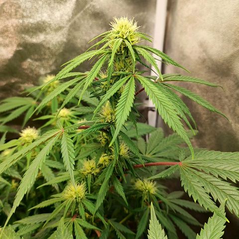Amnesia Haze growlog timeline photo