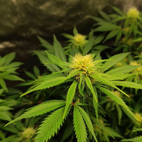Amnesia Haze growlog timeline photo