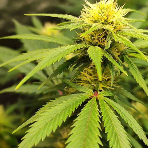 Amnesia Haze growlog timeline photo