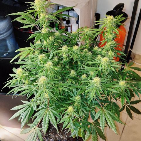 Amnesia Haze growlog timeline photo