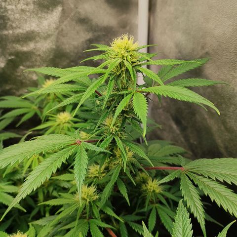 Amnesia Haze growlog timeline photo