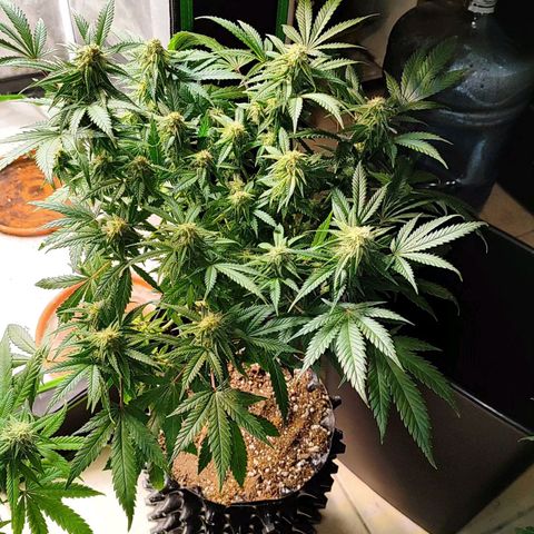 Critical K1 growlog timeline photo