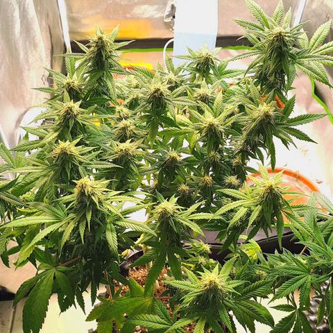 Critical K1 growlog timeline photo