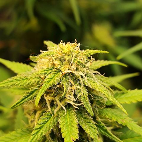 Critical K1 growlog timeline photo