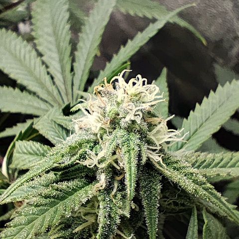 Critical K2 growlog timeline photo
