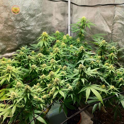 Critical K2 growlog timeline photo