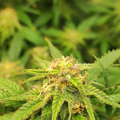 Critical K2 growlog timeline photo