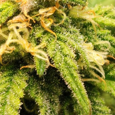 Critical K2 growlog timeline photo
