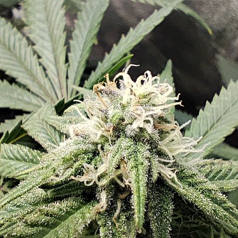 Critical K2 growlog timeline photo