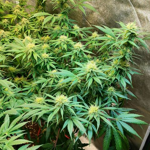 Amnesia Haze growlog timeline photo