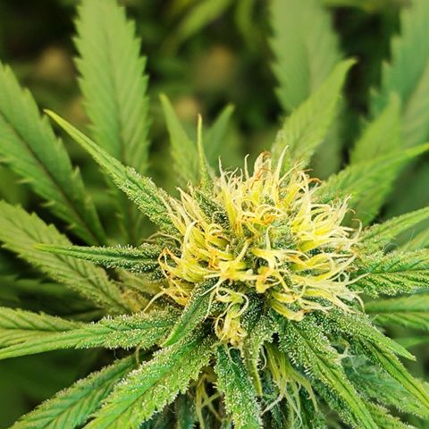 Amnesia Haze growlog timeline photo