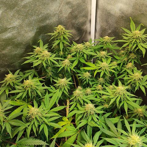 Critical K1 growlog timeline photo