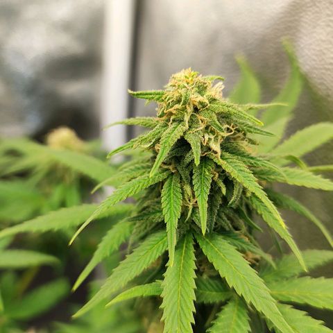 Critical K1 growlog timeline photo