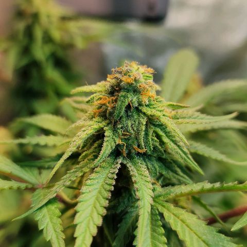 Critical K2 growlog timeline photo