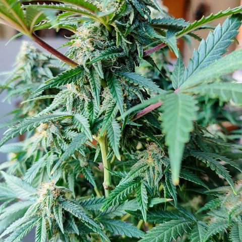 Critical K2 growlog timeline photo
