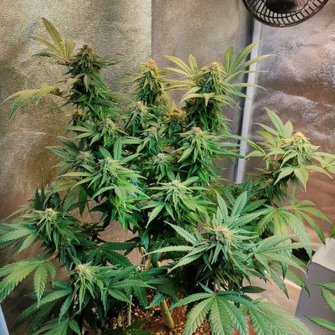 Critical K2 growlog timeline photo