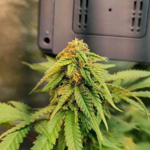 Critical K2 growlog timeline photo