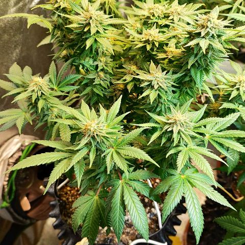 Critical K3 growlog timeline photo