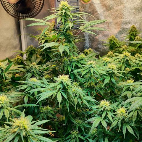 Amnesia Haze growlog timeline photo
