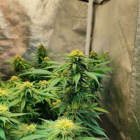 Amnesia Haze growlog timeline photo