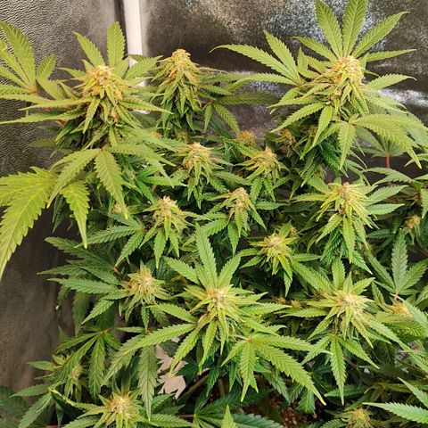 Critical K2 growlog timeline photo