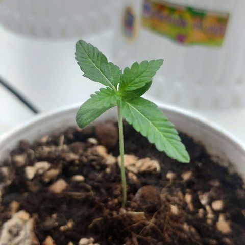Auto Northern Lights growlog timeline photo