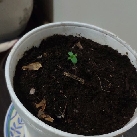 Auto Northern Lights growlog timeline photo