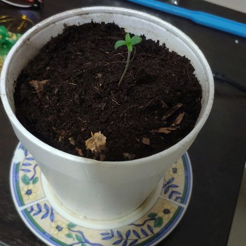 Auto Northern Lights growlog timeline photo