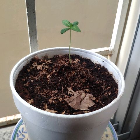 Auto Northern Lights growlog timeline photo