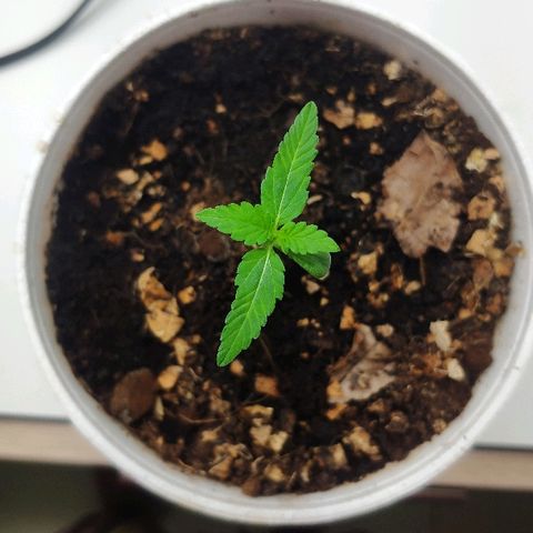 Auto Northern Lights growlog timeline photo