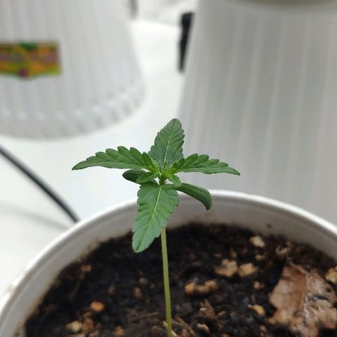 Auto Northern Lights growlog timeline photo