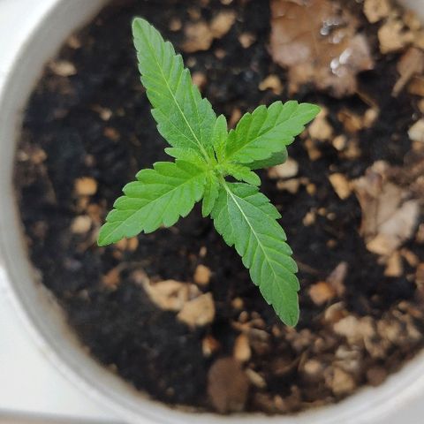 Auto Northern Lights growlog timeline photo