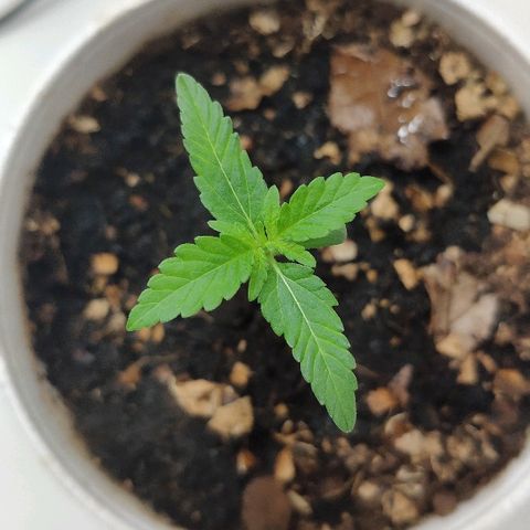 Auto Northern Lights growlog timeline photo