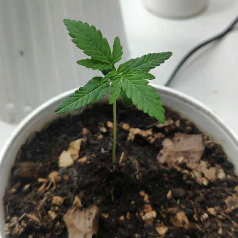 Auto Northern Lights growlog timeline photo