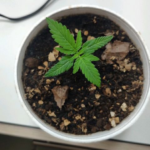 Auto Northern Lights growlog timeline photo