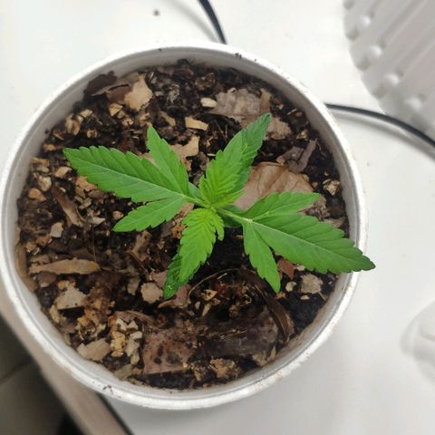 Auto Northern Lights growlog timeline photo