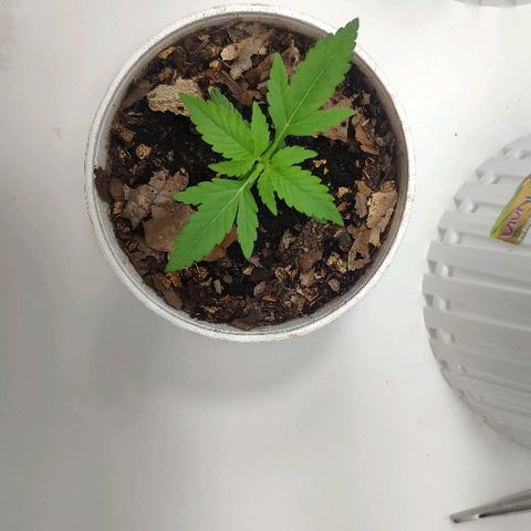Auto Northern Lights growlog timeline photo