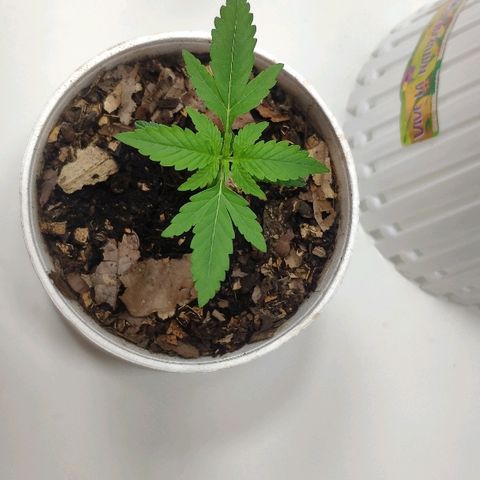 Auto Northern Lights growlog timeline photo