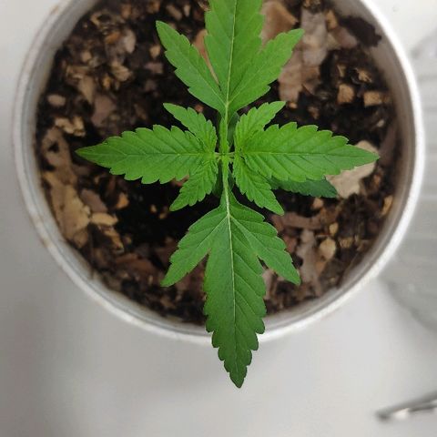 Auto Northern Lights growlog timeline photo