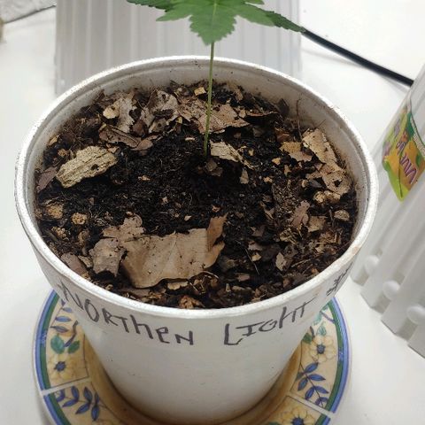 Auto Northern Lights growlog timeline photo