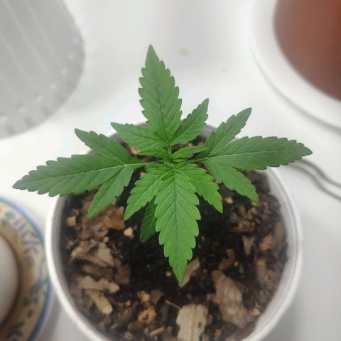 Auto Northern Lights growlog timeline photo