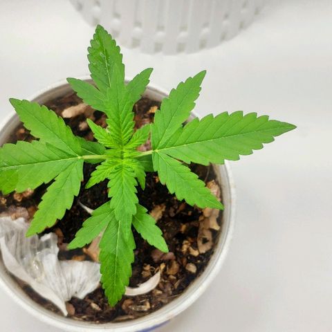 Auto Northern Lights growlog timeline photo