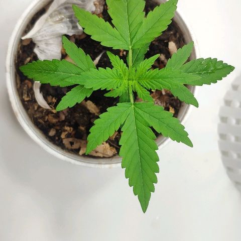 Auto Northern Lights growlog timeline photo