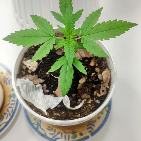 Auto Northern Lights growlog timeline photo