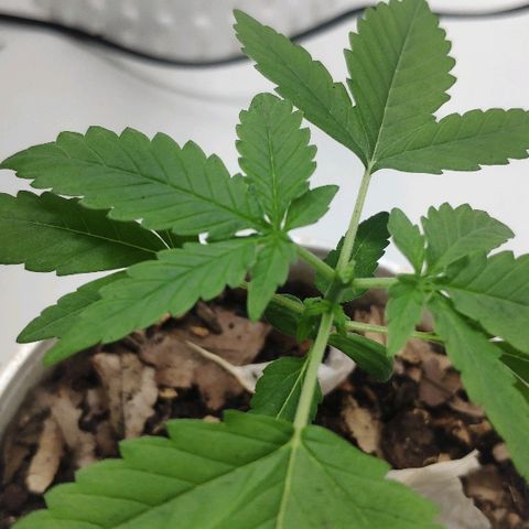 Auto Northern Lights growlog timeline photo