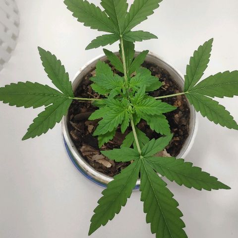 Auto Northern Lights growlog timeline photo