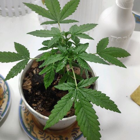 Auto Northern Lights growlog timeline photo