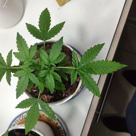 Auto Northern Lights growlog timeline photo