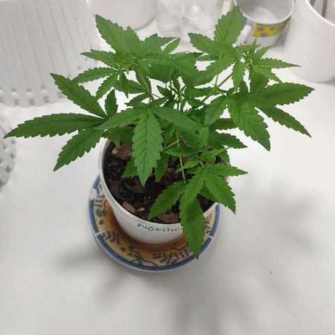 Auto Northern Lights growlog timeline photo
