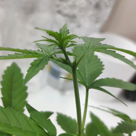 Auto Northern Lights growlog timeline photo